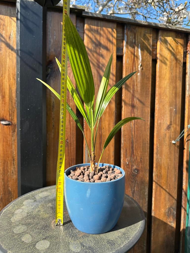 Palmstekken Trachycarpus, Ophalen, Overige soorten, Volle zon
