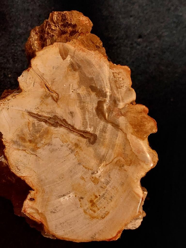 Versteend hout, Ophalen