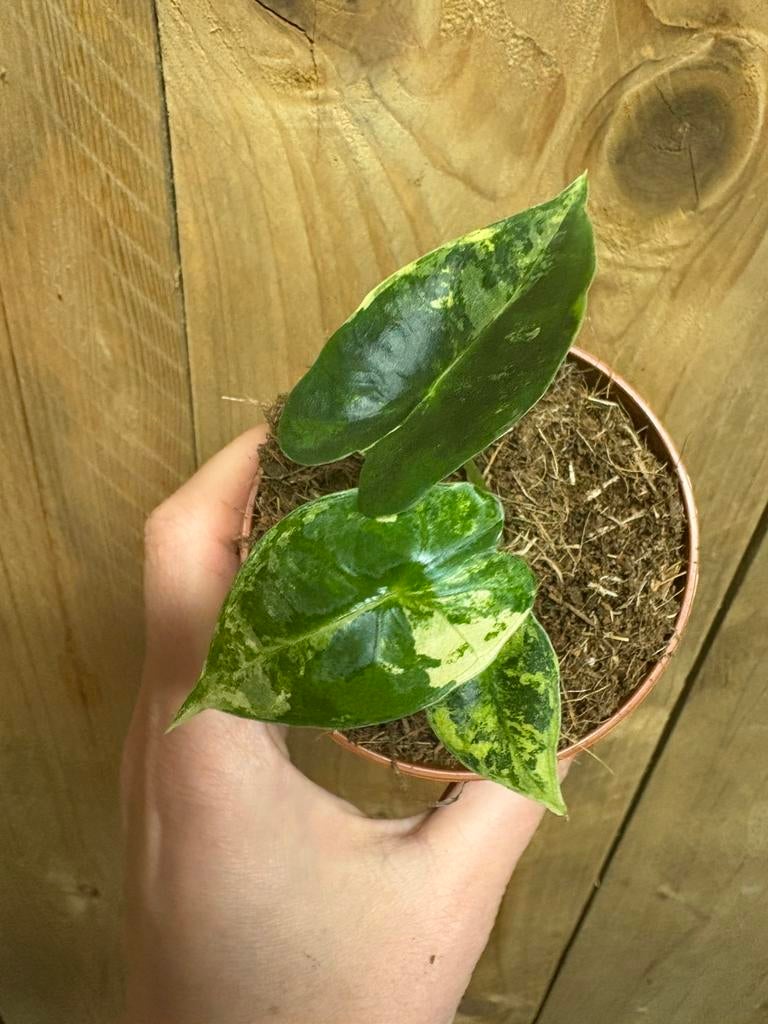 Alocasia frydek variegata plant albo white wit mint, Huis en Inrichting, Kamerplanten, Ophalen of Verzenden, Halfschaduw, Minder dan 100 cm