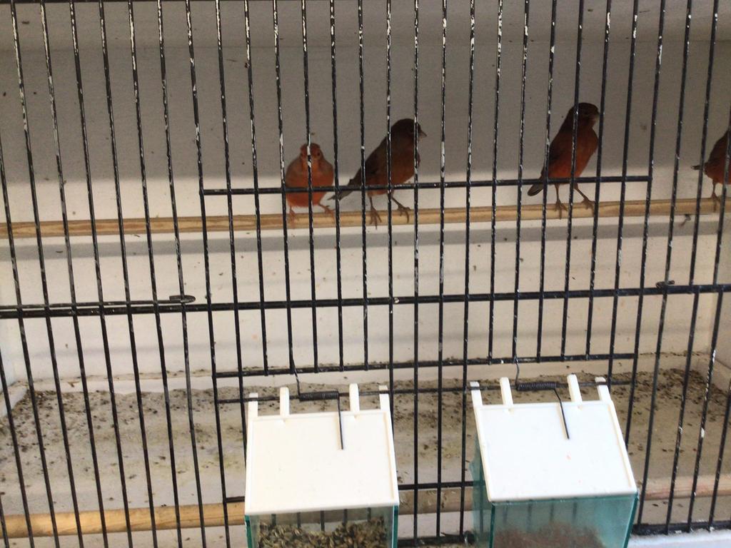 Vogels overige vogels, Vrouwelijk