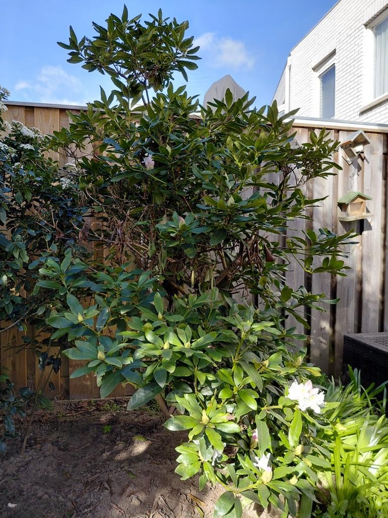 Gratis Rododendron en Laurustinus (wit) Deventer, Tuin en Terras, Planten | Tuinplanten, Ophalen, Overige soorten