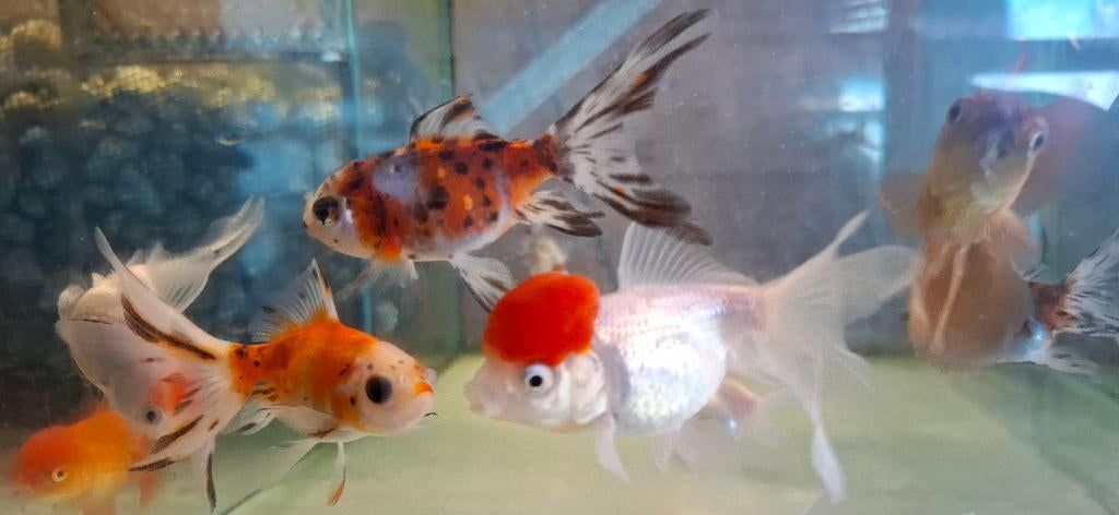 Oranda Leeuwenkop Sluierstaart MIX 7-8 CM, Dieren en Toebehoren, Vis, Zoetwatervis