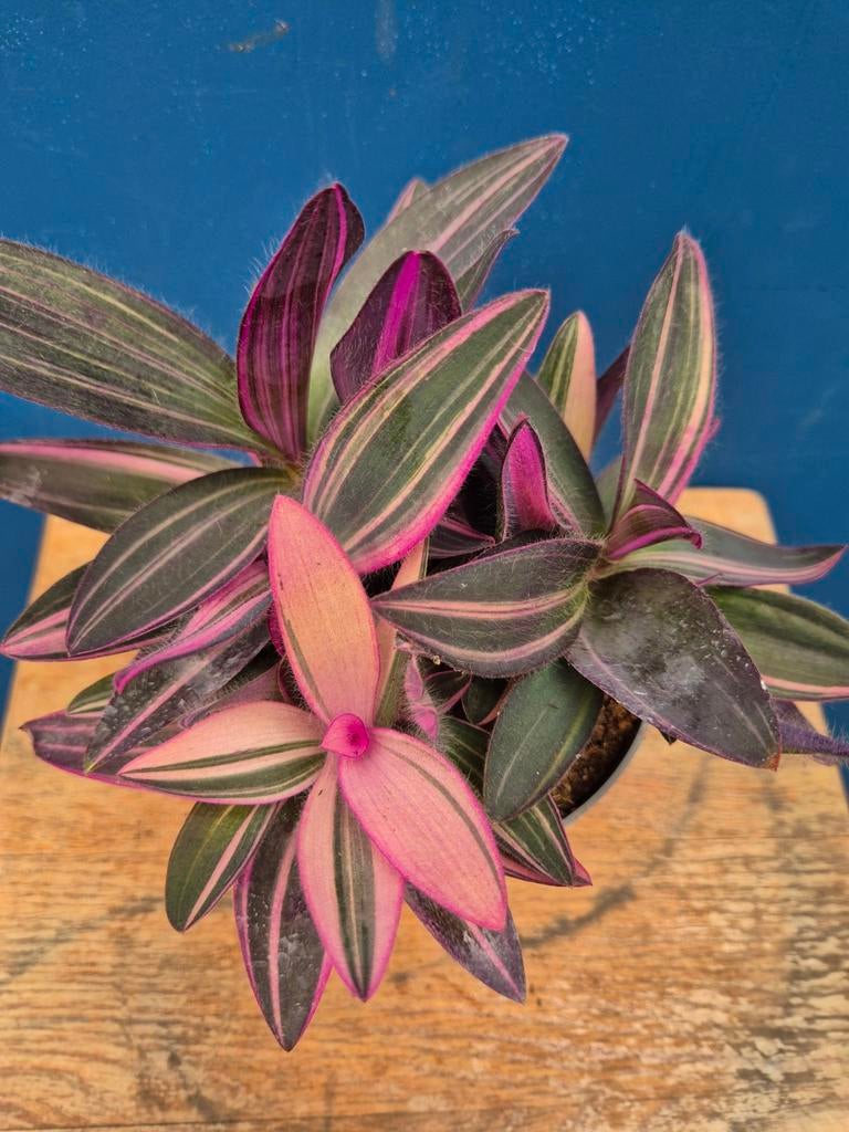 Tradescantia Pink Stripe p12 (8), Huis en Inrichting, Kamerplanten, Ophalen of Verzenden, Halfschaduw, Minder dan 100 cm