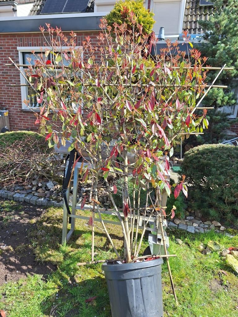 Prachtige groenblijvende red Robin ,rode uitlopers bladeren, Tuin en Terras, Planten | Bomen, Leiboom, Halfschaduw, 100 tot 250 cm
