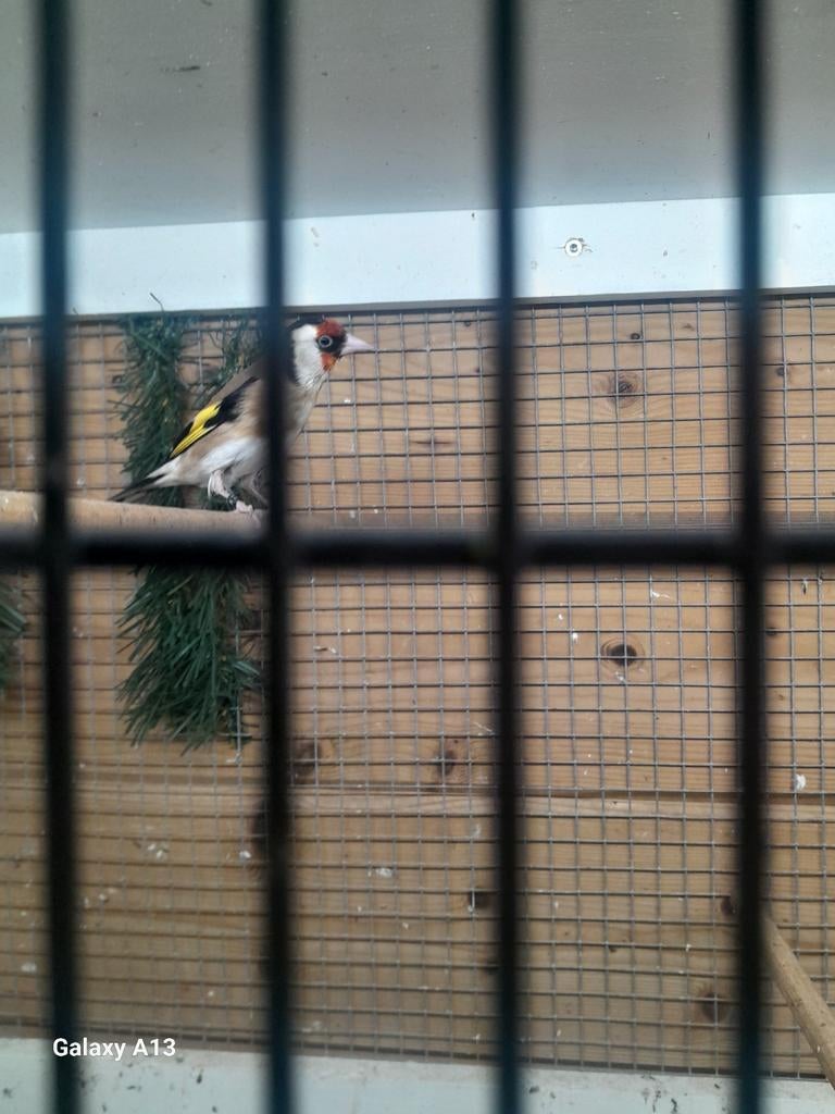 Te koop parfa van 2025 mantje, Dieren en Toebehoren, Vogels | Overige Vogels, Mannelijk