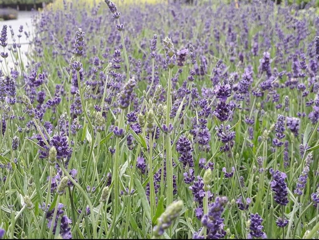 Lavendel planten wit of paars, Ophalen of Verzenden
