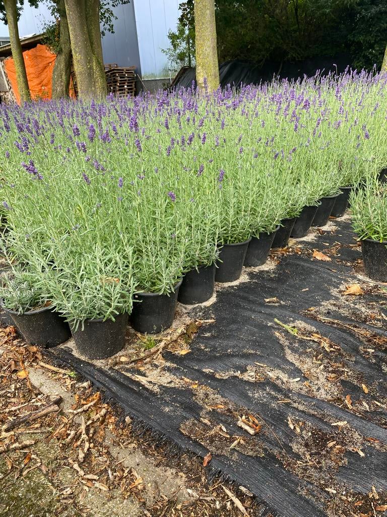 Lavendel Hidcote paars winterhard in 20cm pot €1, Tuin en Terras, Planten | Tuinplanten, Ophalen, Volle zon, Vaste plant, Kruiden