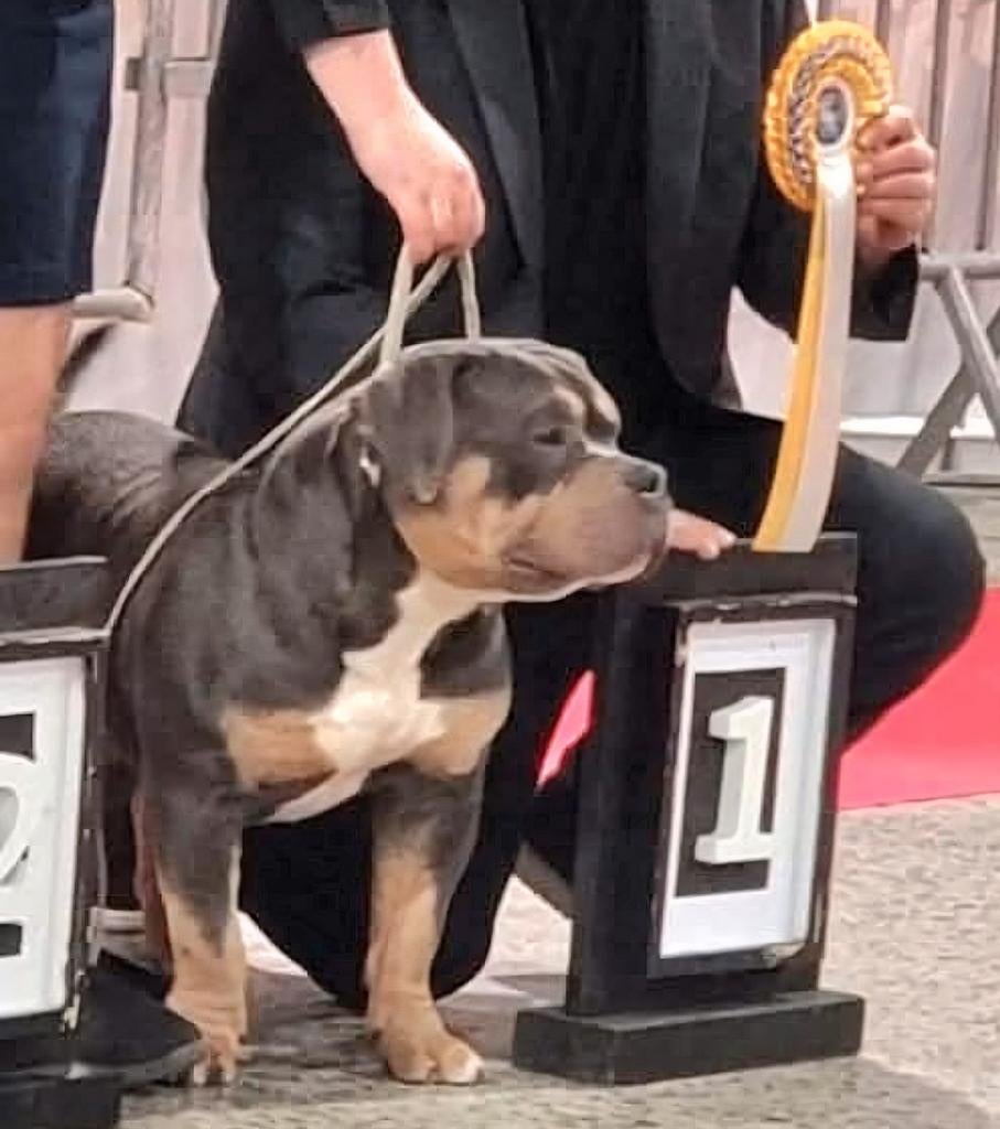 Mooie ABKC blue tricolor pocket bully dekreu..0651597237, Reu, Parvo, Eén hond, 3 tot 5 jaar