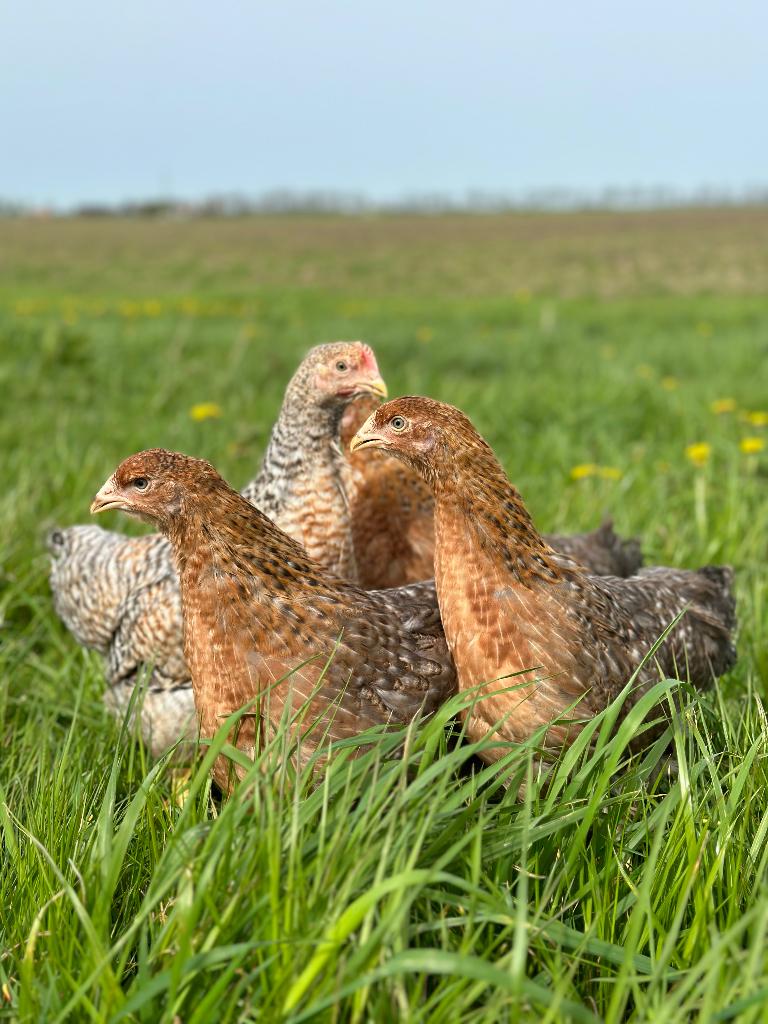 Jonge tamme Bielefelder kippen gesekst & ingeënt, Vrouwelijk, Kip