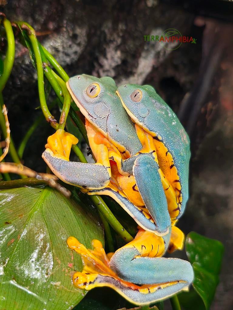 Cruziohyla sylviae 'Sylvia's boomkikker', Dieren en Toebehoren, Amfibie, 0 tot 2 jaar