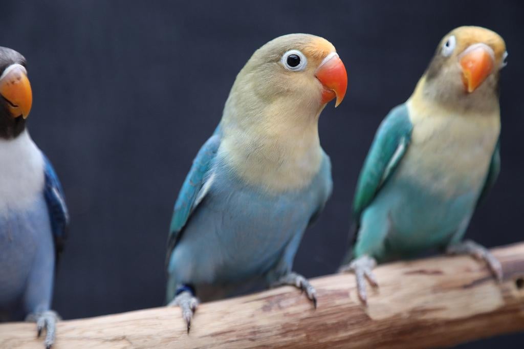 Jonge Baby Agapornis | Fischeri | Div. Kleuren | Handtam