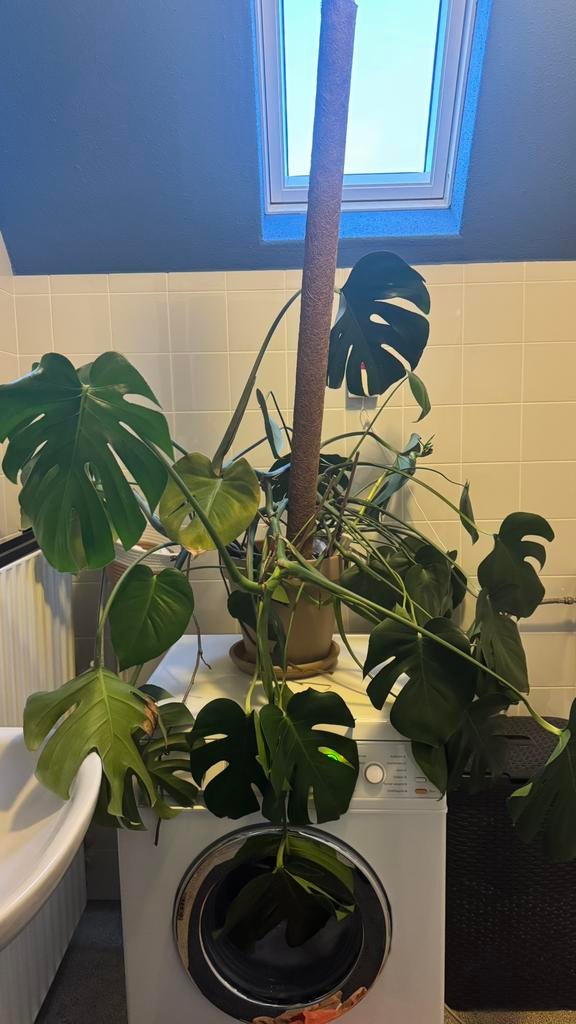 Monstera kamerplant met pot, Ophalen, Halfschaduw, Minder dan 100 cm