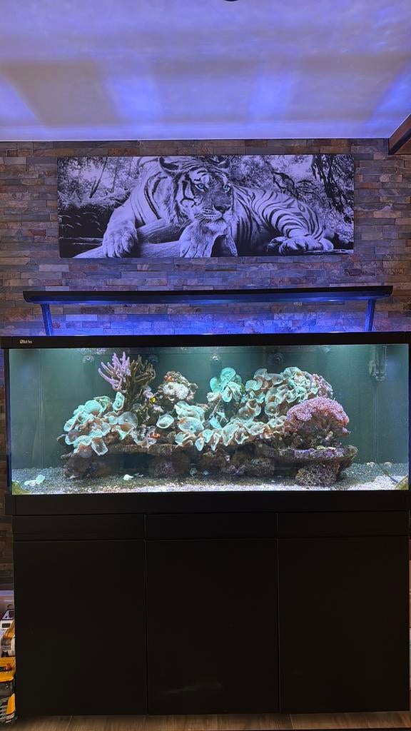 Zeeaquarium Red Sea Max 650, Dieren en Toebehoren, Vissen | Aquaria en Toebehoren, Gebruikt, Gevuld zeewateraquarium, Ophalen