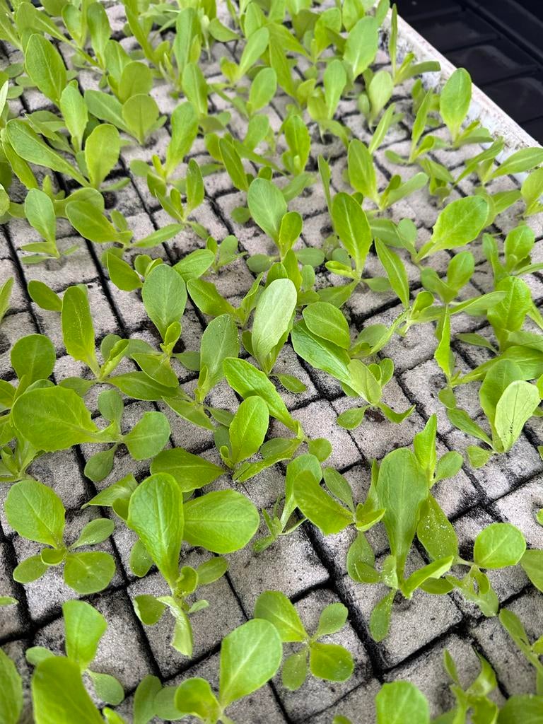 Krop sla, Ophalen, Eenjarig, Groenteplanten, Volle zon