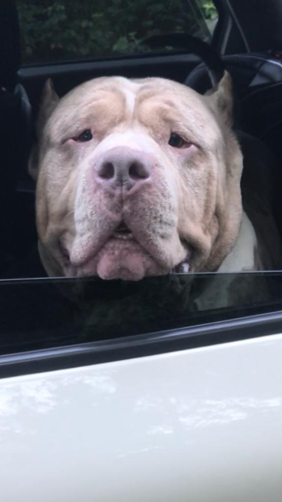 American Bully Lilac-Merle (DEKREU/NIET TE KOOP), Reu, Parvo, Eén hond, 3 tot 5 jaar