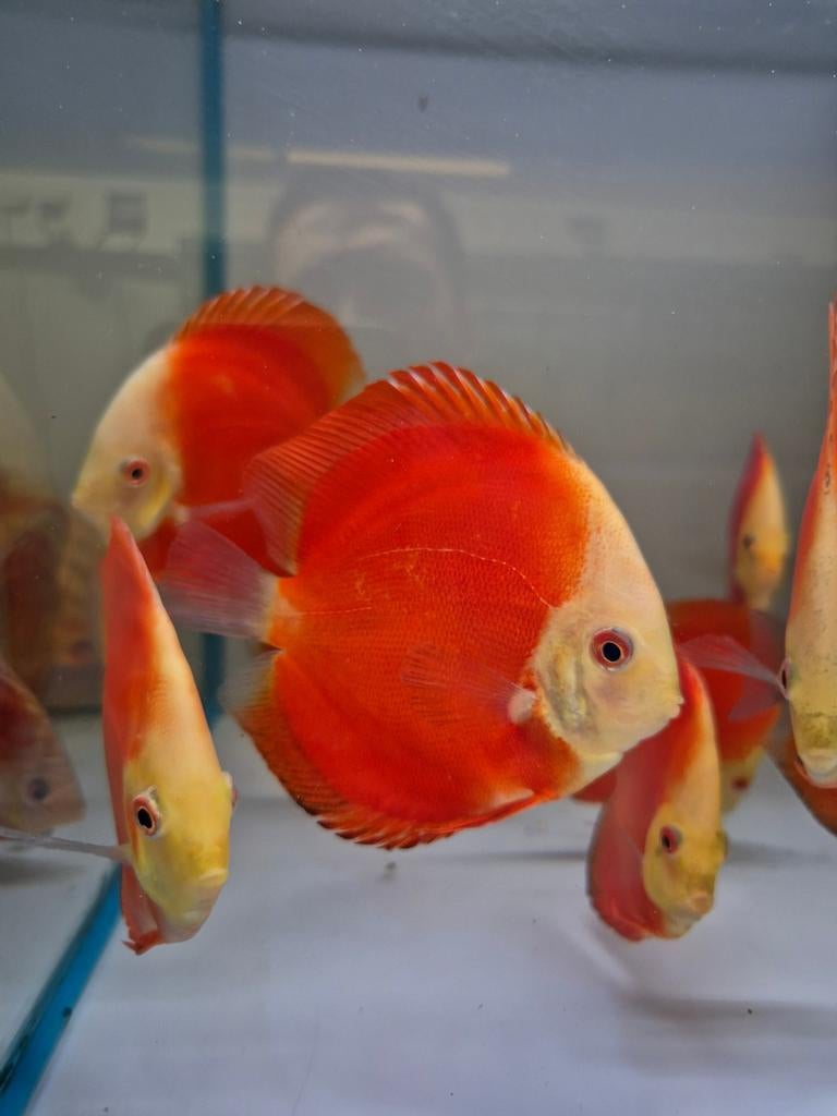 red melon discus, Dieren en Toebehoren, Vissen | Aquariumvissen, Vis, Zoetwatervis