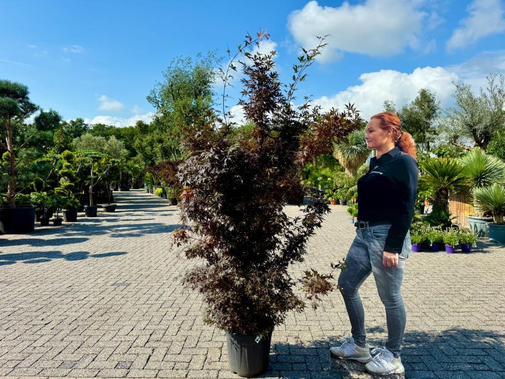 Acer palmatum Skeeters Broom - Japanse rode Esdoorn te koop!, In pot, Bloeit niet, Halfschaduw, 100 tot 250 cm