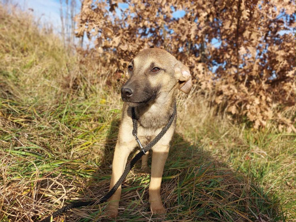 ZEER LIEF SOCIAAL JONG REUTJE KADAR GEK OP HONDEN EN MENSEN, Particulier, 15 weken tot 1 jaar, Reu, Buitenland