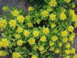 Sedum ellacombianum, Tuin en Terras, Bodembedekkers, Volle zon, Vaste plant, Ophalen of Verzenden