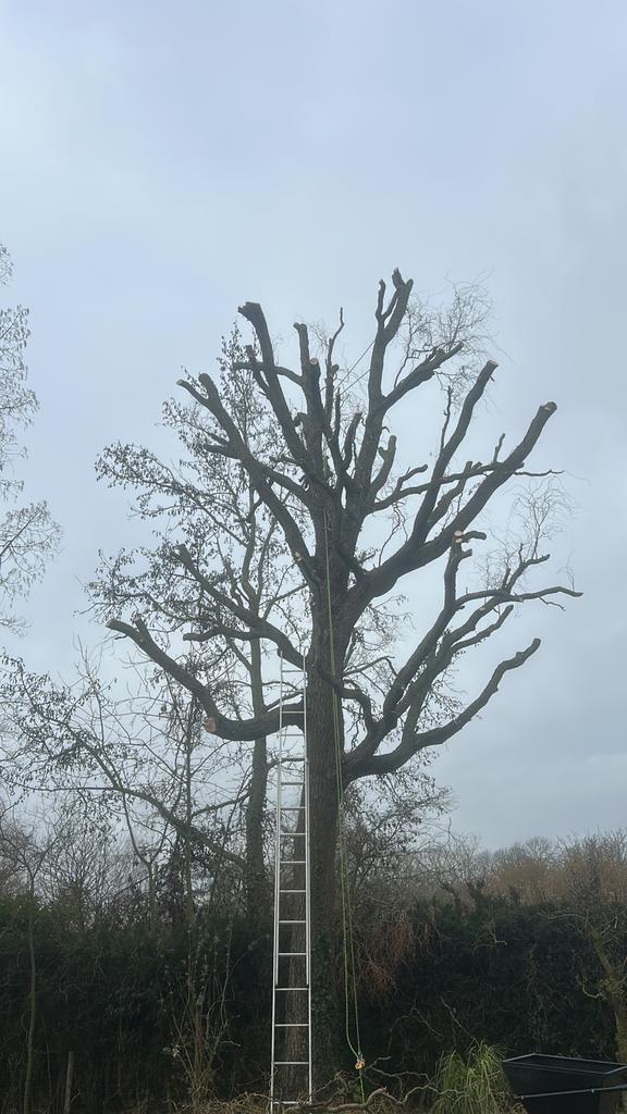 BOOMVERZORGING/TUINMAN