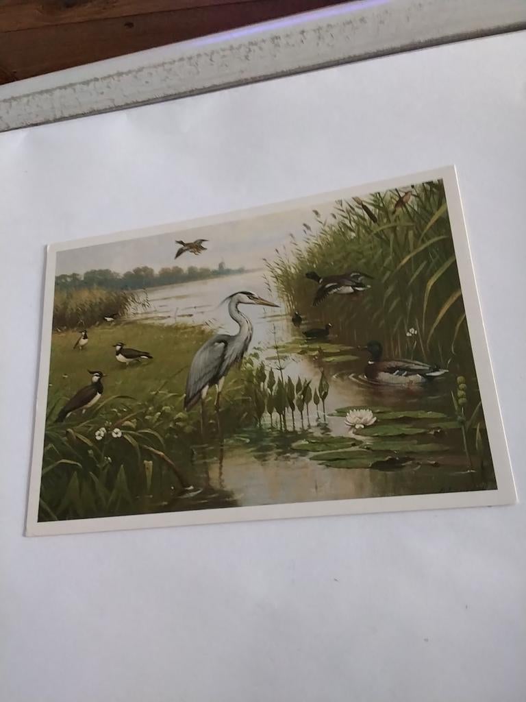 M.A.  KOEKKOEK.    OUDE SCHOOLPLATEN, Ophalen of Verzenden, 1980 tot heden, Overige thema's