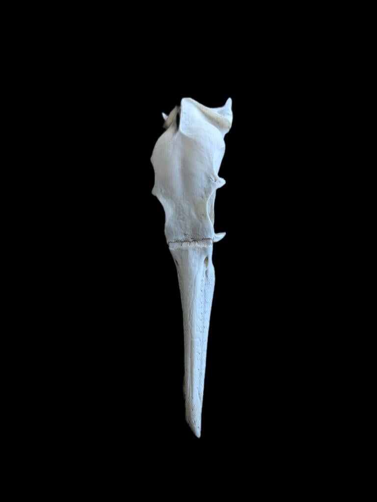 vogel schedel, Verzamelen, Verzenden, Zo goed als nieuw, Vogel, Schedel