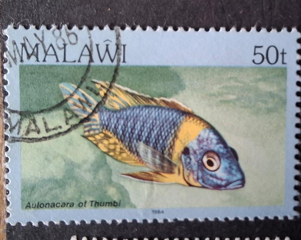 Malawi vis 3, Ophalen of Verzenden, Dier of Natuur