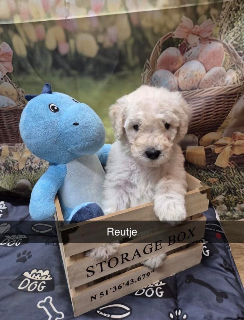 Mooie labradoodle pups, Overige rassen, 8 tot 15 weken, Meerdere, Meerdere dieren