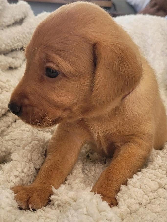 Labrador retriever pups.  Reuen beschikbaar, HCC (leverziekte), 8 tot 15 weken, Labrador retriever, Meerdere