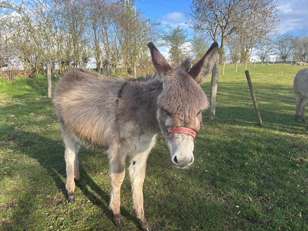 Lief hengst veulen te koop, Juni, Mannelijk