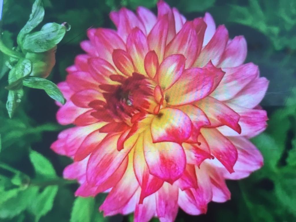 Dahlia knollen, ik zoek!, Tuin en Terras, Ophalen of Verzenden, Voorjaar, Volle zon, Knol