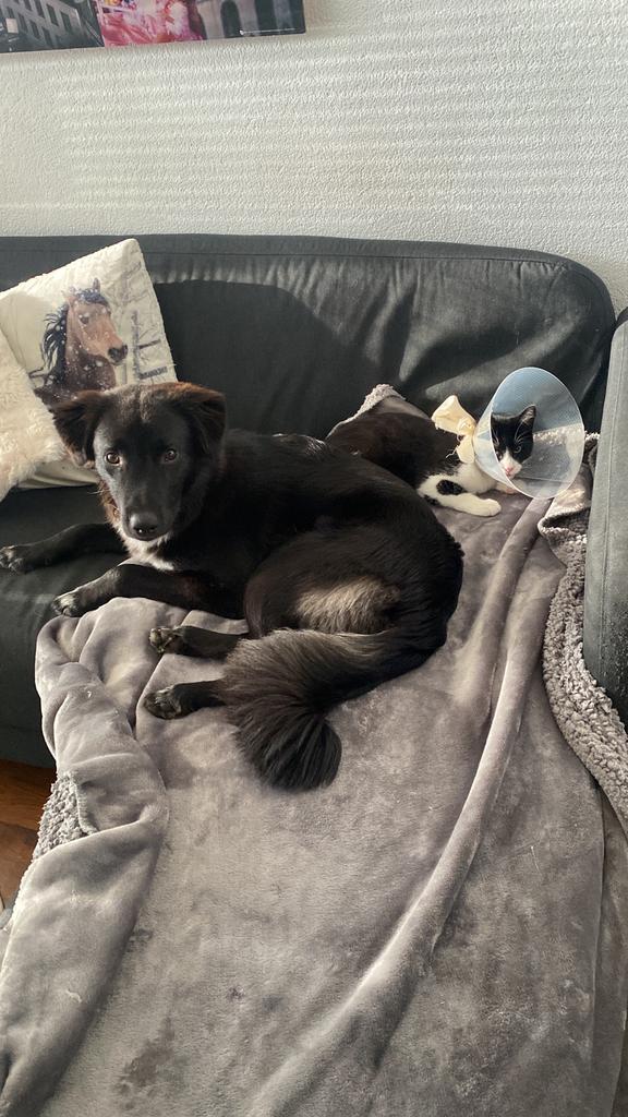 Gezocht spullen voor honden katten en konijn, Ophalen