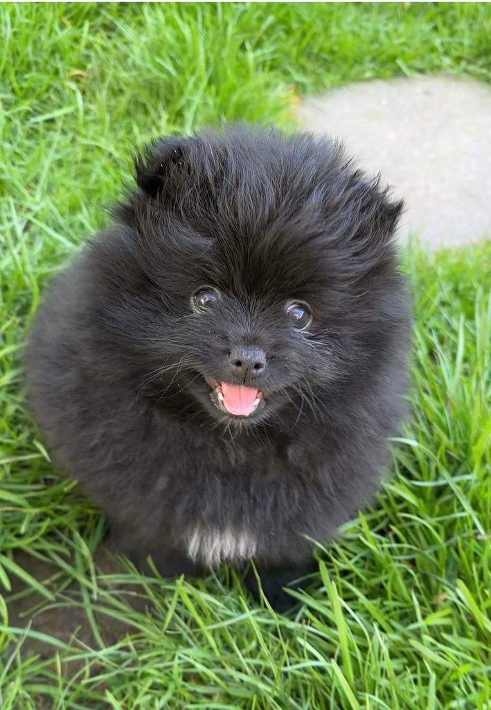 Pomeriaan reutje, Parvo, 8 tot 15 weken, Meerdere, Nederland