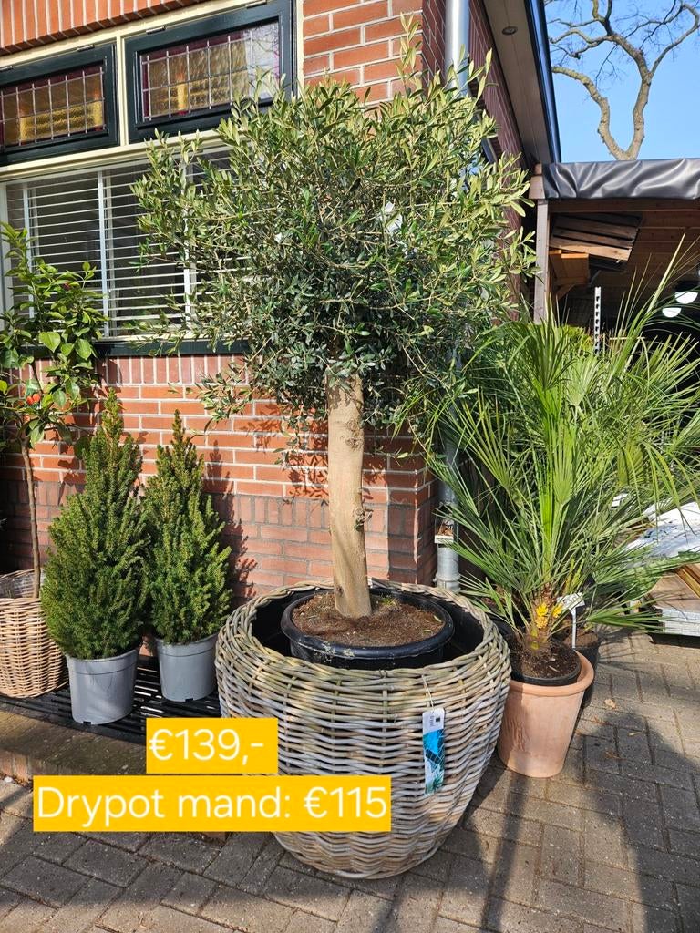 Olijfbomen diverse maten en stamdiktes vanaf 115 euro