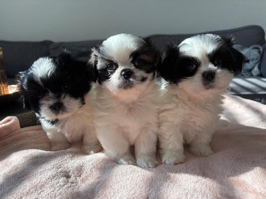 Boomer/Pekingees, Overige rassen, Meerdere, Meerdere dieren, Nederland