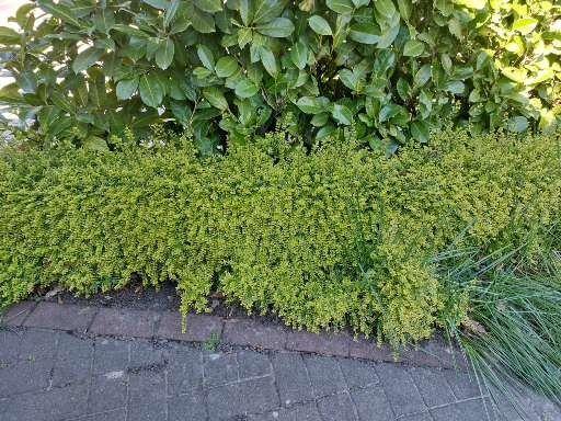 Struikkamperfoelie (Lonicera nitida 'Elegant'), Ophalen, Overige soorten, Haag, Minder dan 100 cm