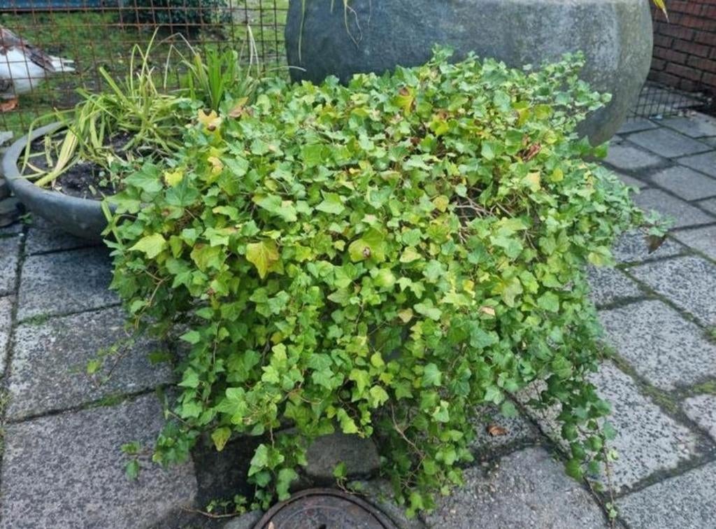 Grote Hedra inclusief pot klimop gekweekt in emaille grote p, Overige materialen, Minder dan 40 cm, Overige vormen, Balkon