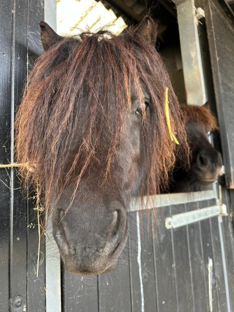 zwarte shetlander, Dieren en Toebehoren, Pony's, Merrie, Met stamboom, Niet van toepassing, A pony (tot 1.17m)