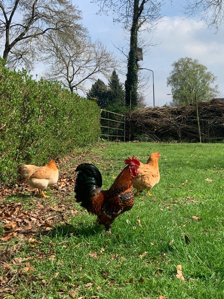 Hanen, Dieren en Toebehoren, Mannelijk, Kip