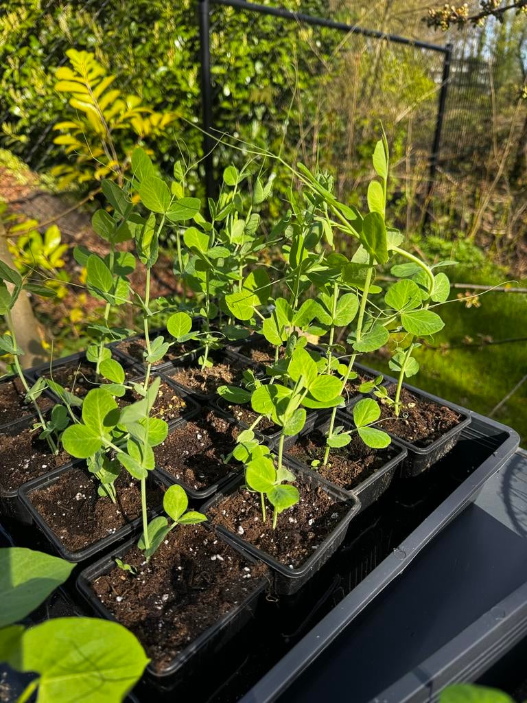 Moestuinplanten: bonen, peulen, kolen, tomaten, sla, Tuin en Terras, Planten | Tuinplanten, Volle zon, Groenteplanten, Eenjarig