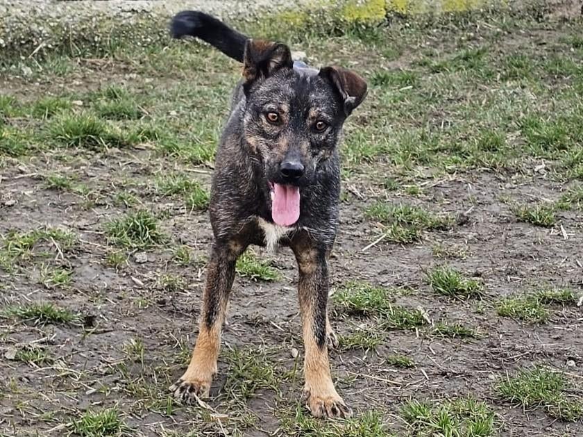 Bibi, een leuk en vrolijk hondje die gek is op kinderen, Particulier, 1 tot 2 jaar, Buitenland, Teef