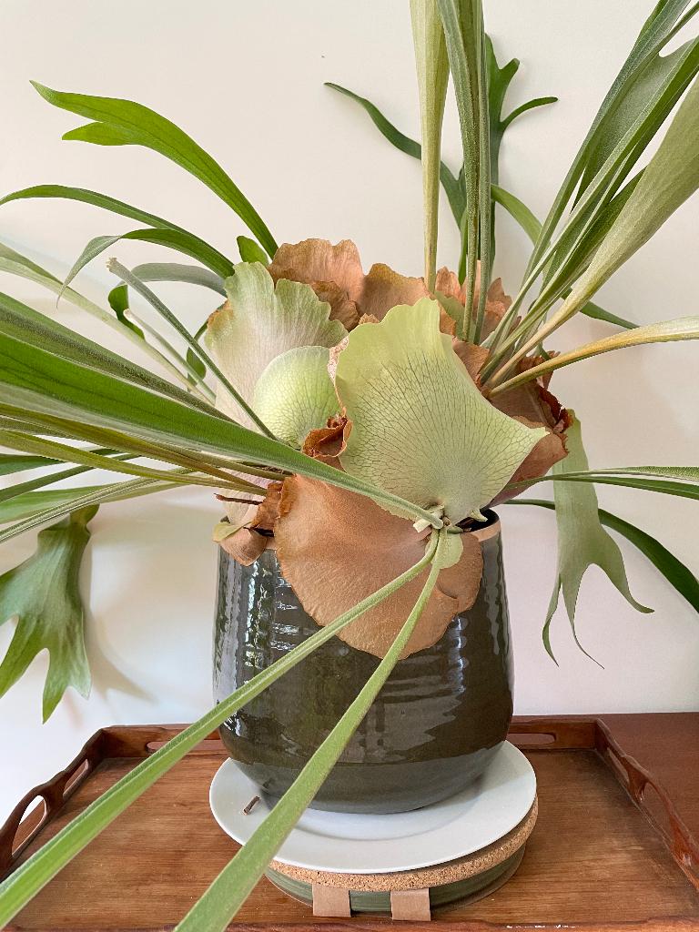 Hertshoorn wilderig en groot incl. pot, Ophalen, In pot, Halfschaduw, Minder dan 100 cm