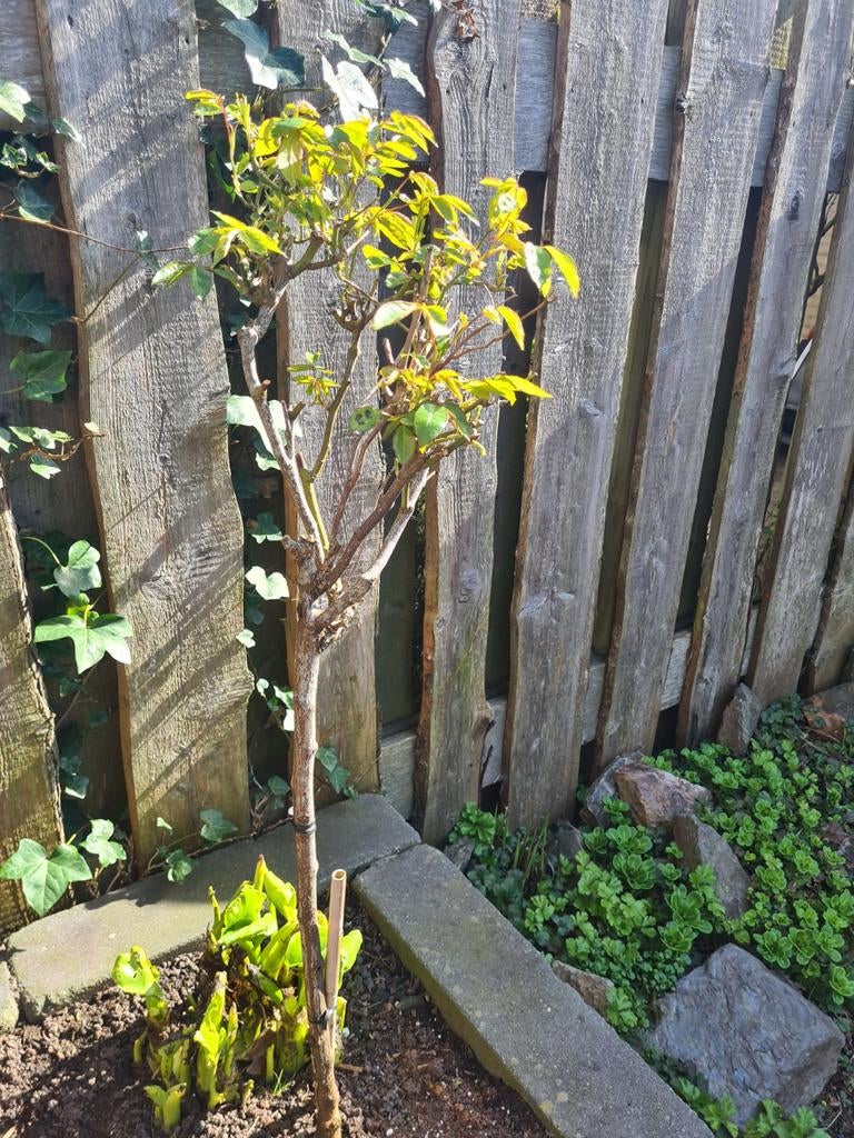 Stamroos met witte bloemen, Tuin en Terras, Planten | Tuinplanten, Ophalen of Verzenden