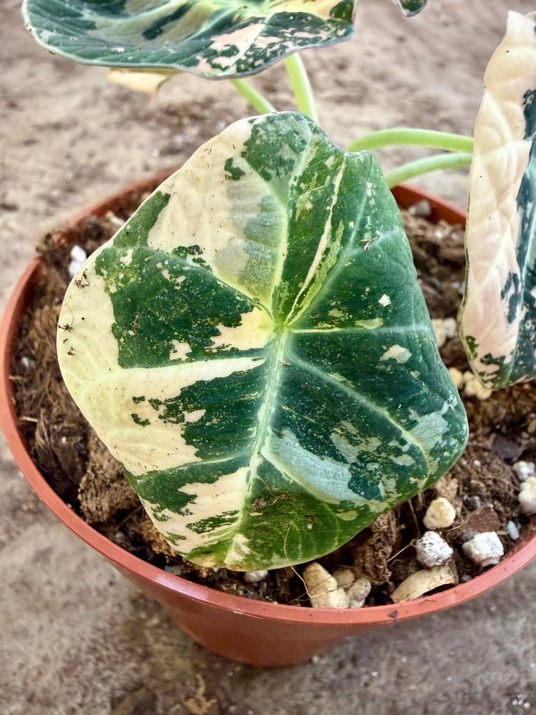 Alocasia Black Velvet Pink Variegata p12, Huis en Inrichting, Kamerplanten, Ophalen of Verzenden