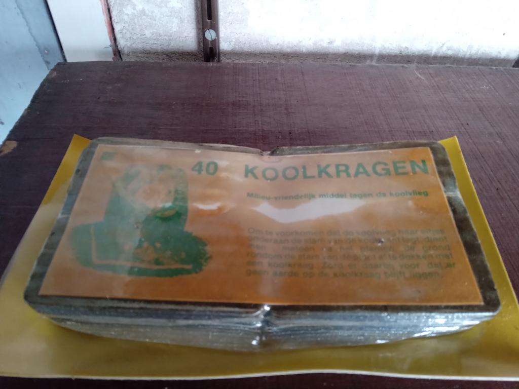 Kool kragen, Tuin en Terras, Overige soorten, Volle zon, Eenjarig, Ophalen of Verzenden