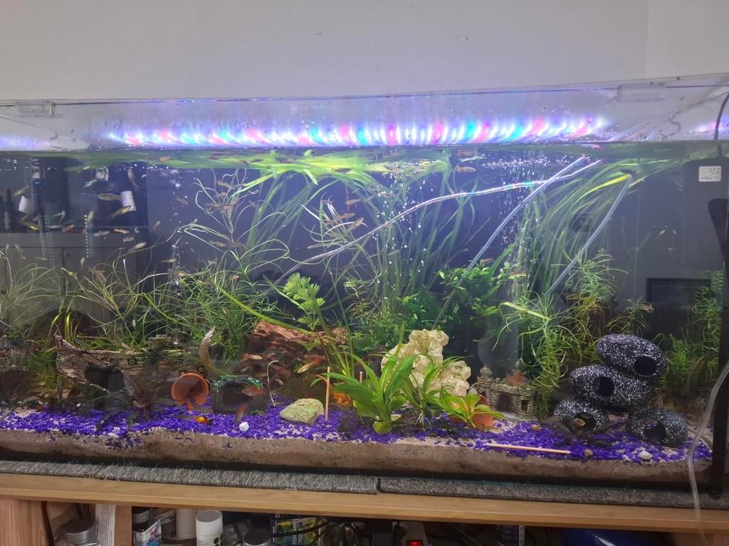 Aquarium 1 meter, Dieren en Toebehoren, Vissen | Aquaria en Toebehoren, Ophalen, Gevuld zoetwateraquarium