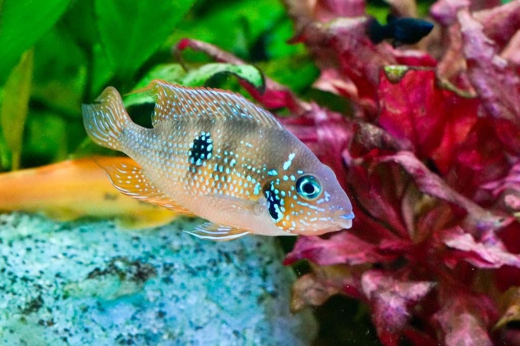 Thorichthys ellioti , goede thuis voldoende ruimte, Vis, Zoetwatervis