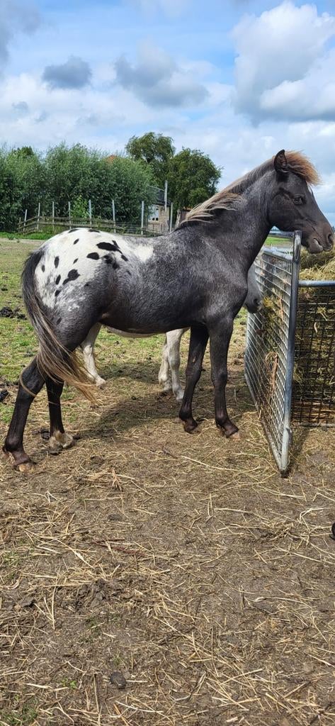 Prachtige appaloosa hengst van 2 jaar., Dieren en Toebehoren, Hengst, 3 tot 6 jaar