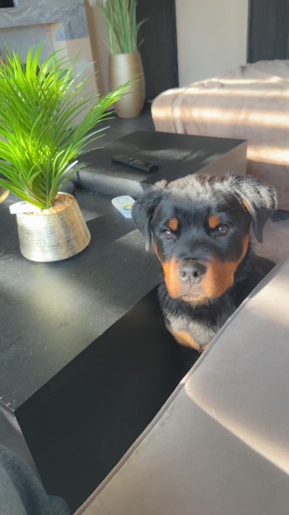 Rottweiler puppy, Reu, Eén hond, Rottweiler, Nederland