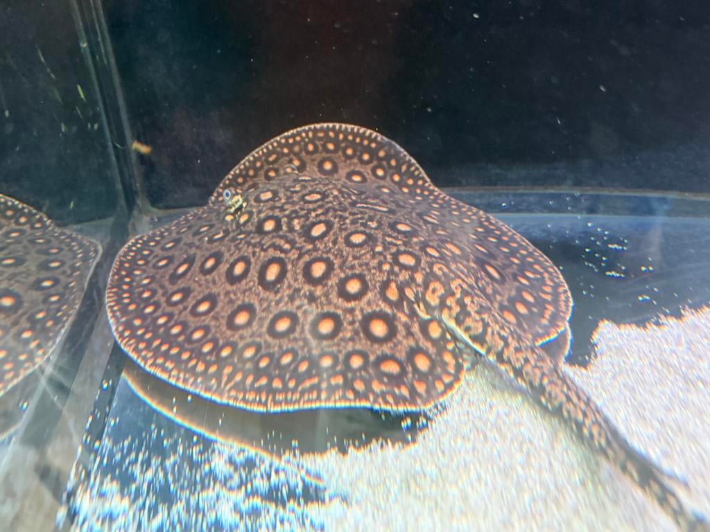 Potamotrygon mini marble vrouw motoro, Dieren en Toebehoren, Vis